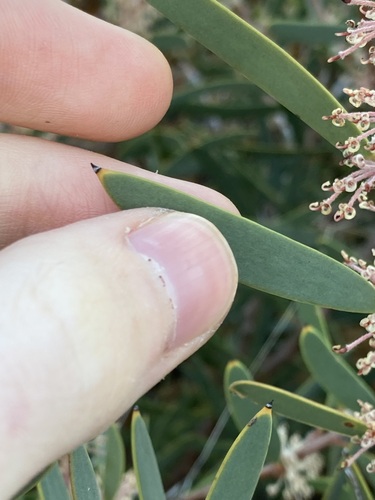 Image of Hakea incrassata by (c) Thomas Mesaglio, some rights reserved (CC BY)