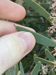 Hakea incrassata