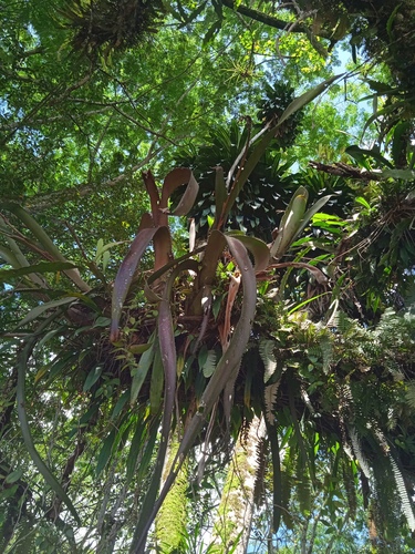 Aechmea tocantina (Aechmea tocantina)