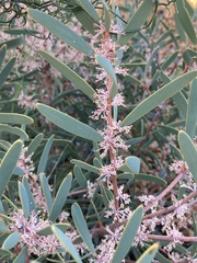 Hakea incrassata