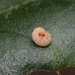Pumpkin Gall Wasp - Photo (c) James Bailey, some rights reserved (CC BY-NC)