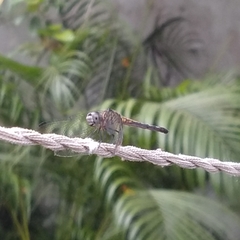 Micrathyria aequalis