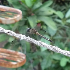 Micrathyria aequalis