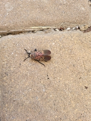 Lycorma delicatula