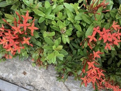 Ixora coccinea coccinea