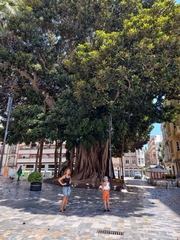 Ficus macrophylla