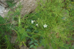 Silene tatarinowii