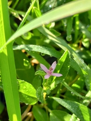 Cleome simplicifolia