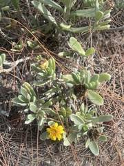 Borrichia arborescens