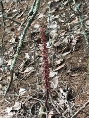 Pterospora andromedea image