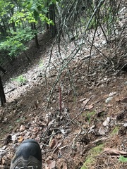 Media resource of Pterospora andromedea
