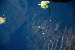 Onychogomphus forcipatus