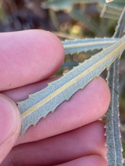 Banksia attenuata