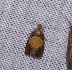Olethreutes osmundana