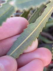 Banksia attenuata