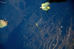 Onychogomphus forcipatus