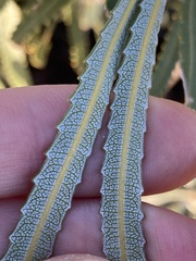 Banksia attenuata