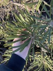 Banksia attenuata