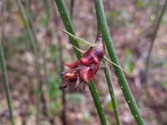 Acanthostachys strobilacea