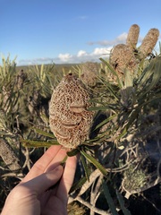 Banksia attenuata