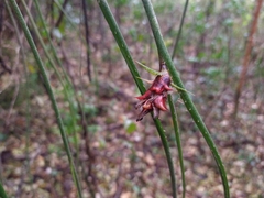 Acanthostachys strobilacea