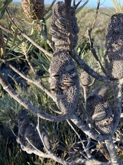Banksia attenuata