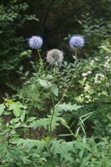 Echinops pseudosetifer