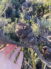 Banksia attenuata