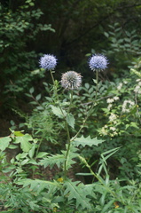 Echinops pseudosetifer