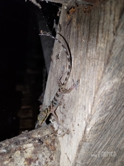 Cyrtodactylus cavernicolus