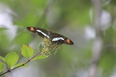 Adelpha iphiclus