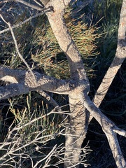 Banksia attenuata