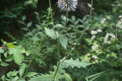 Echinops pseudosetifer