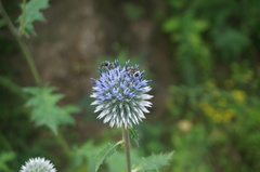 Echinops pseudosetifer