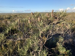 Banksia attenuata