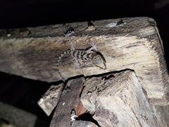 Cyrtodactylus cavernicolus