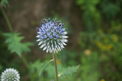 Echinops pseudosetifer