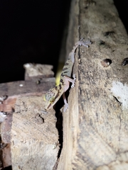 Cyrtodactylus cavernicolus