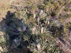 Banksia attenuata