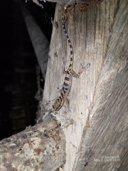 Cyrtodactylus cavernicolus