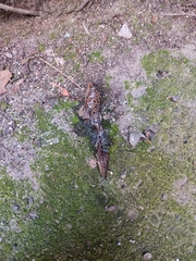 Limax maximus
