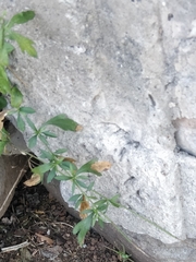 Erigeron karvinskianus image