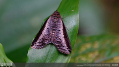 Lophoptera squammigera