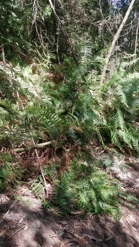 Pteridium image