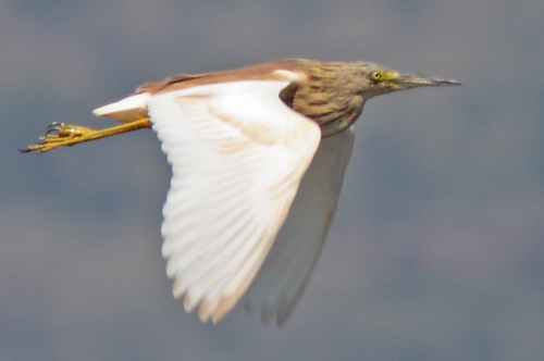 Squacco Heron