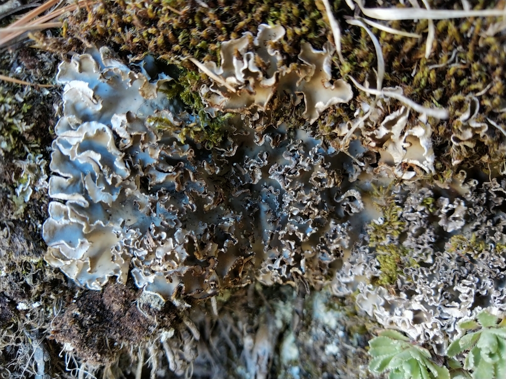 Peltigera monticola