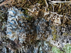 Peltigera monticola