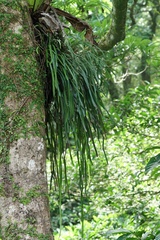 Haplopteris elongata