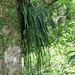 Tape Fern - Photo (c) wangleeping, some rights reserved (CC BY-NC), uploaded by wangleeping