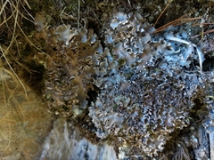 Peltigera monticola
